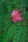 USA, Washington State, Seabeck. Vine maple leaf resting on fir bough. Art Print
